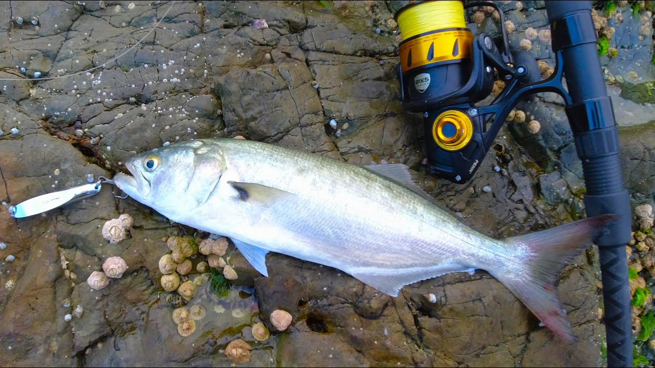 SPINNING FOR TAILOR. SHOULD I DITCH THE TREBLE HOOKS FOR SINGLES?????