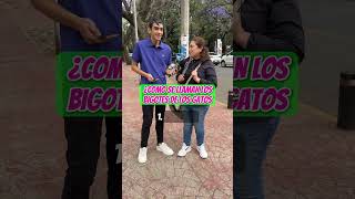 ¿Como se llaman los BIGOTES de los GATOS? #Conocimiento #Curiosidad #ElCompita