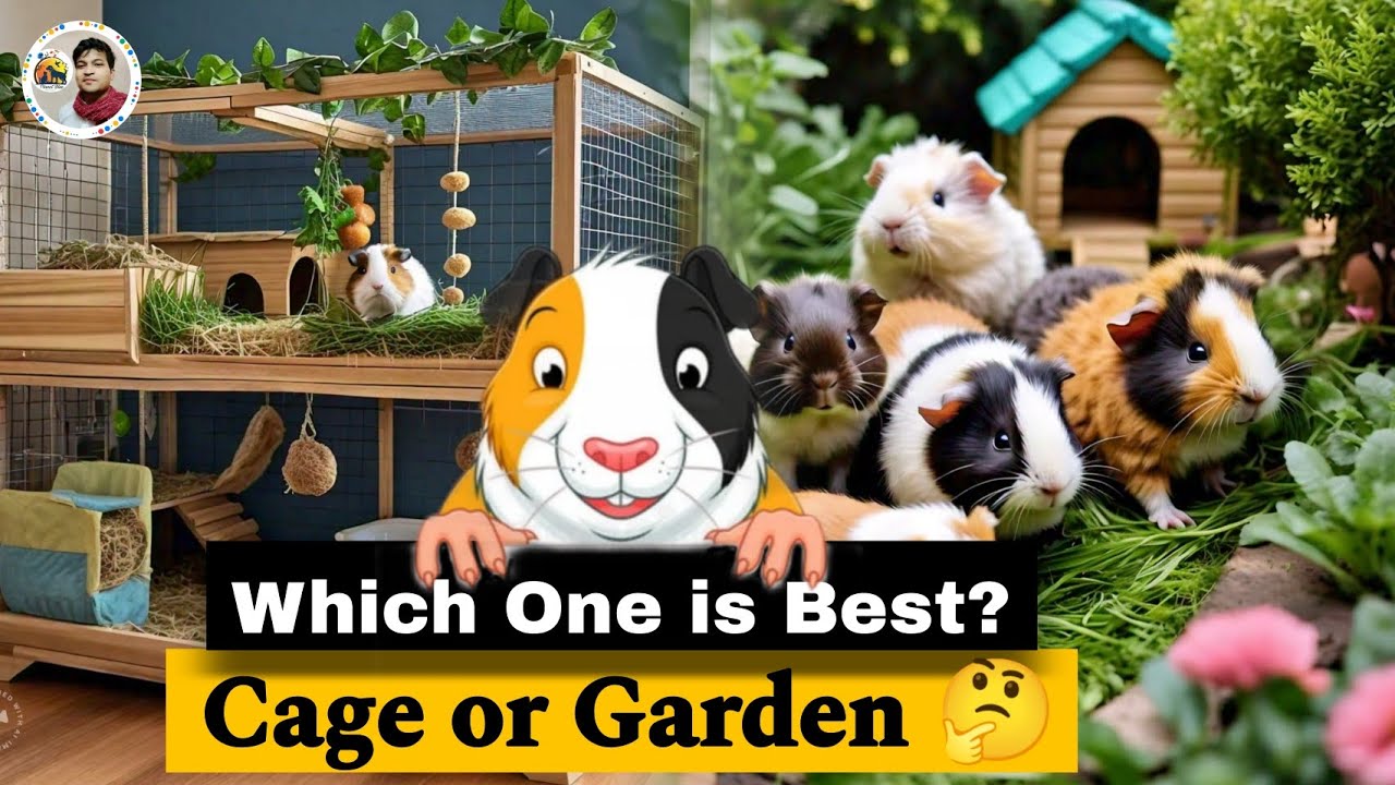 Can I Keep My Guinea Pig in an Open Area. Guinea Pig Open Area set-up.