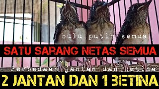 The difference between male and female trotol‼️one nest contains 3 chicks‼️12 days old‼️don't mak...