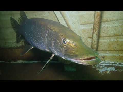 Štika v lomu Bořená hora (Pike living in a helicopter wreck in the Bořená hora quarry, Czech Rep) 🇨🇿 Štika v lomu Bořená hora (Pike living in a helicopter wreck in the Bořená hora quarry, Czech Rep) 🇨🇿