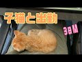 3日間子猫と一緒に出勤しました！