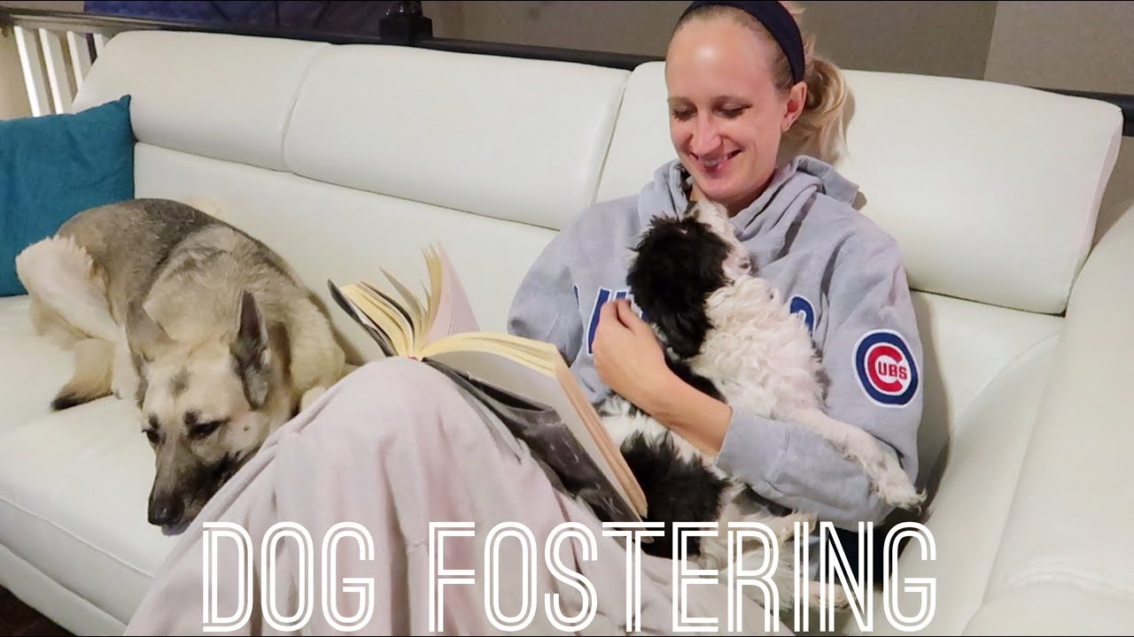 Dog Fostering - YouTube