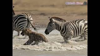 The River’s Edge | Scene 1: The Gathering (4K Hyper-Realistic 3D) 🦓🇿🇦​"In the wild.