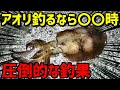 【現在釣果100％】アオリイカ本気で釣りたいならこの時間にこの釣法！今こそ釣れる！