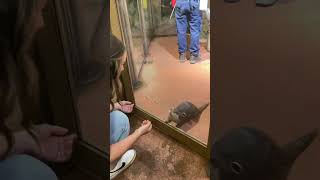 Aquarium Otter Walk Up and Hold Hands with a Lady