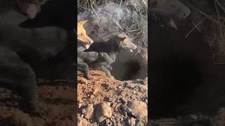 wildlife junglehunter funnyanimals animals primitiveplus