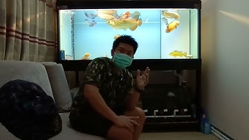 Gift ทหาร - ยุติการเลี้ยง (ย้ายที่ปฏิบัติภารกิจ) ทำการแพคปลาออกทั้งหมดพร้อมประกาศขายตู้ปลา 72" Set 1