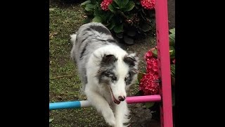 Magic Momo Superdog at JumpnJava Dog Agility in Half Moon Bay