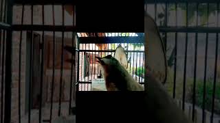 Trucukan Ribut Tarung Ngekektrucukanribut trucukanngekek trucukantarung shorts