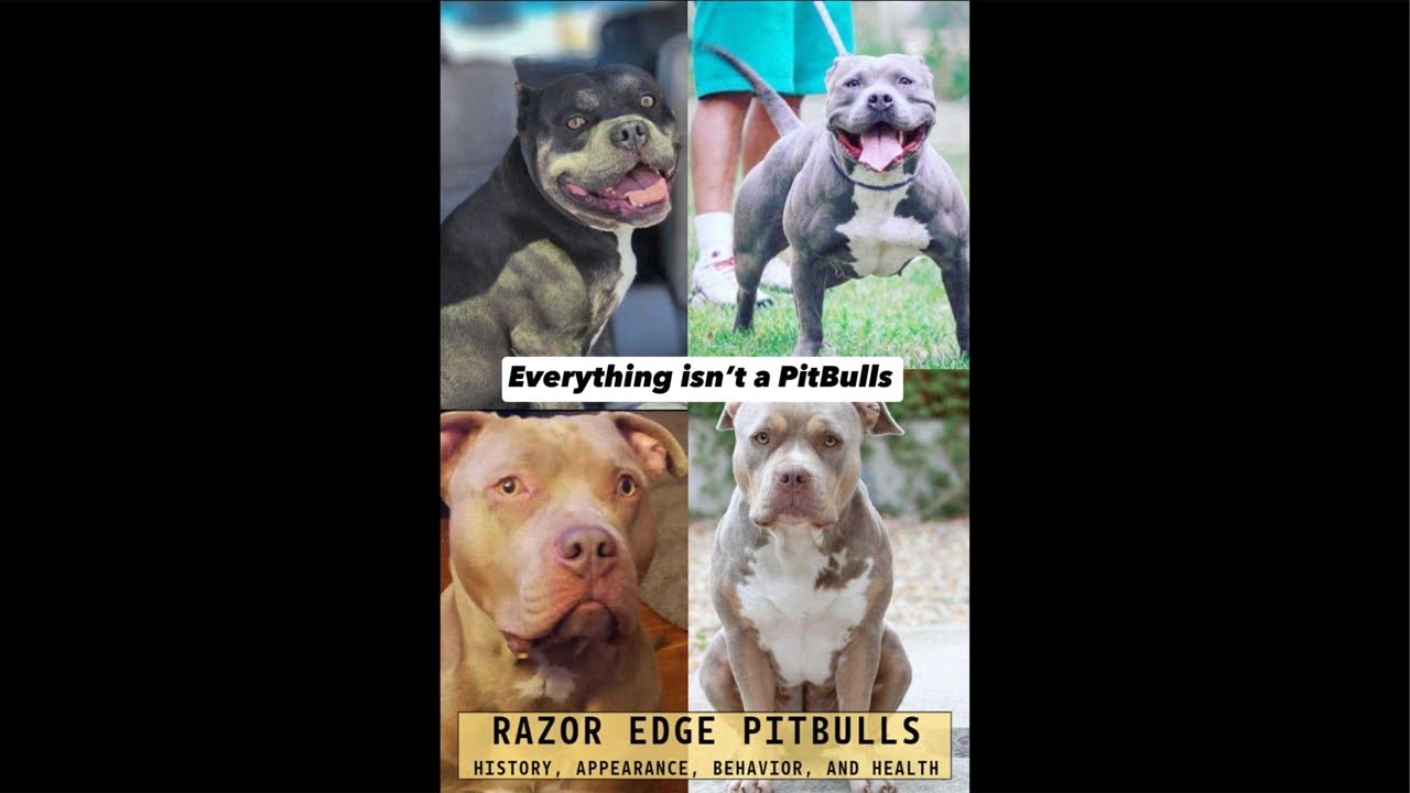 THE MASTER OF ALL BULLDOGS SAID RAZOR EDGE & GOTTI BLOODLINES AREN’T PIT BULLS. STOP MISLABELING DOG