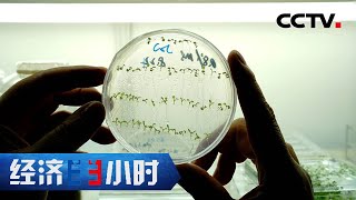 从八到十年到七个月，中国育种专家正创造奇迹「经济半小时」中国经济第一线 20221007 | CCTV财经