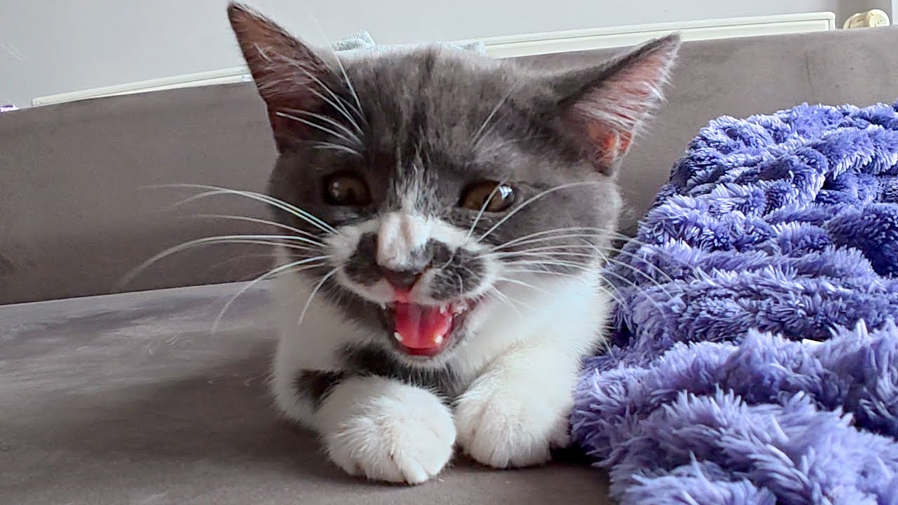 Small Kitten Big Ekekekekekek!