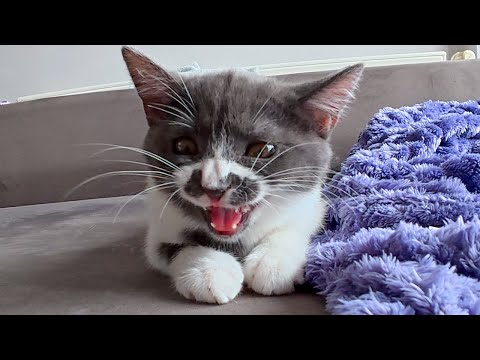 Small Kitten Big Ekekekekekek!