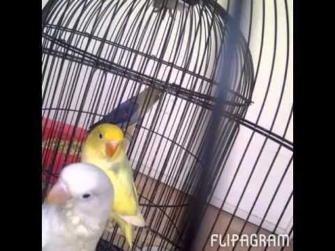 Love Bird Parblue 081217017456 By Lalang Kibar
