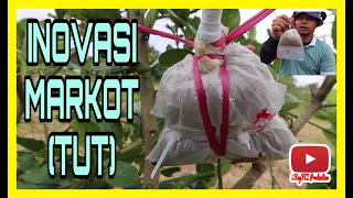 INOVASI 3 : Pembiakan Tanaman LEMON INOVASI 3 : Pembiakan Tanaman LEMON