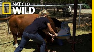 Natalie's Bulls Eye | Shear Madness Shear Madness Nat Geo