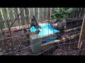 Pool Girls - Cheap and Easy Summer Fun for Backyard Chickens