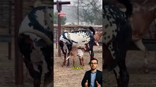 ماعز الدهم #agriculture #homesheephome #beefproduction #animals #beefcattle