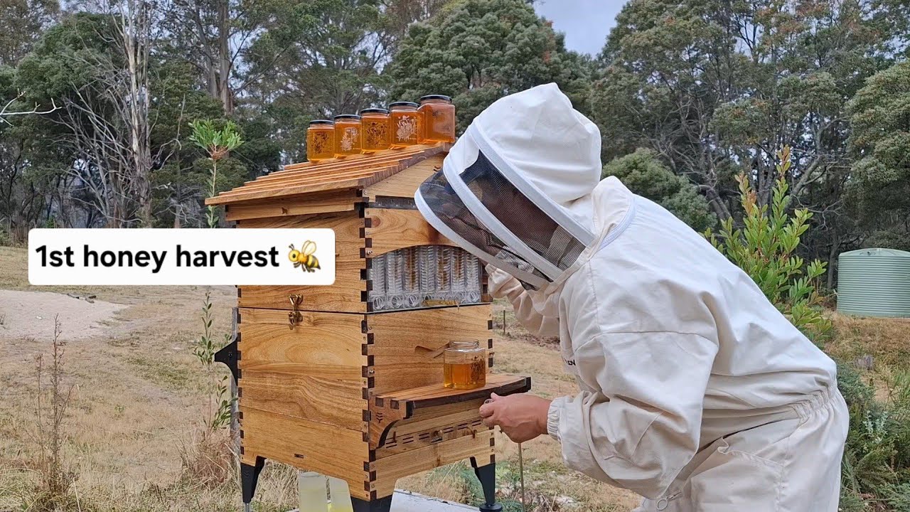 Our 1st honey harvest on the homestead