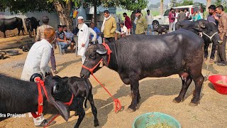 Download Lagu बड़ी #मुर्रा_भैंस का सौदा हुआ 1 लाख 50 हजार में बड़नगर डेरी फार्म 24 नवंबर दिन सोमवार #murrhabuffelo MP3