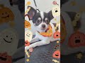 ハロウィンバンダナつけたとたんにキメ顔になったチワワちゃん