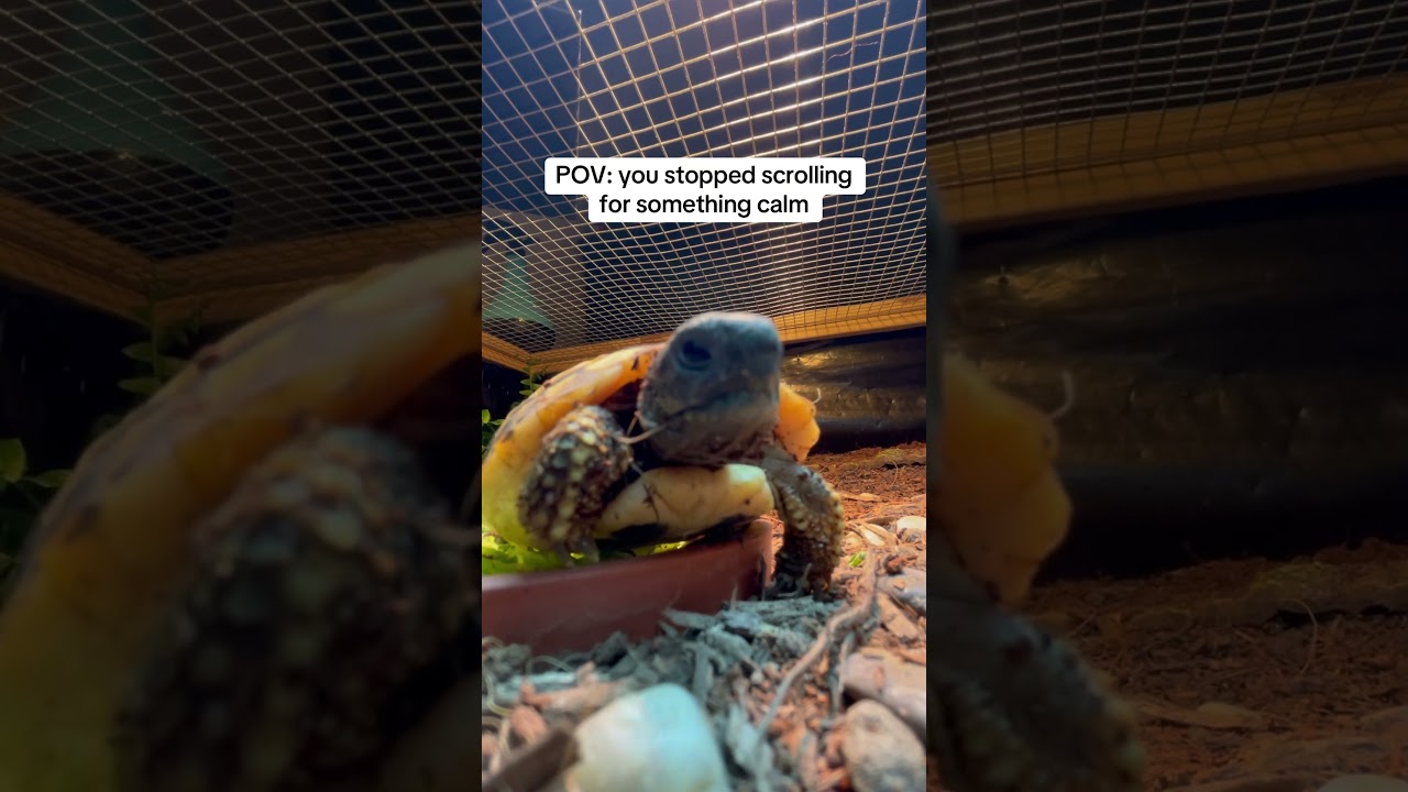 Фисташка поняла задание. #черепаха #очаровательныепитомцы #милыепитомцы #fyp #рептилии #черепаха ...
