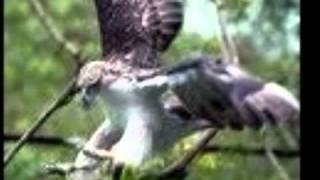 EAGLES HYMN GFEC.wmv
