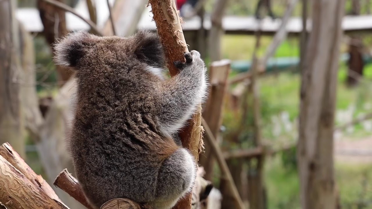 Australia’s CUTEST KOALAS (HD) YouTube