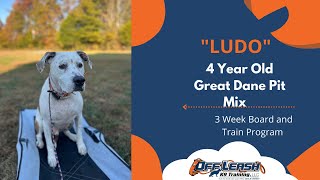 Winston Salem Dog Trainers - Ludo 3 Week Board and Train
