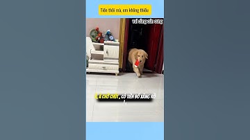 Tiền thôi mà , em đầy # vui cùng cún cưng