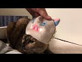 【鬼滅の刃】嘴平伊之助コスをするネコ　[Demon Slayer] Cat who does Inousuke cosplay