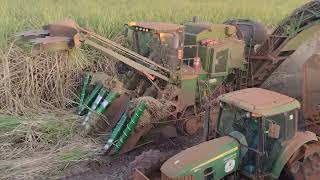 Ch950 Colhendo Cana Amada Com Um Corte Muito Bom