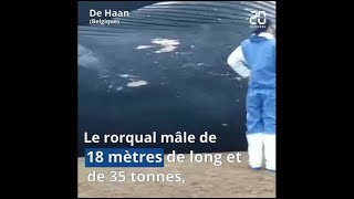 Belgique: Une baleine de 18 mètres s'échoue sur une plage