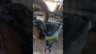 Download Lagu Kolibri kelapa #kolibrikelapa #korlap #kolibri MP3