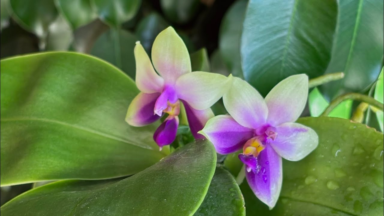 Обзор орхидей на конец лета и сентябрь 