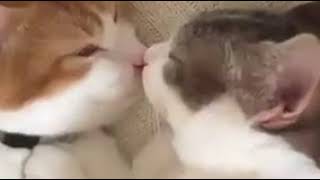 Милые котята спят в кроватке Милые котята спят в кроватке