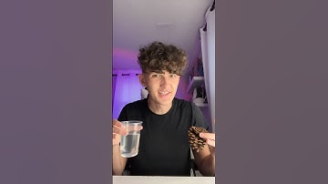 Pine Cone In Hot Water #youtubeshorts #shorts