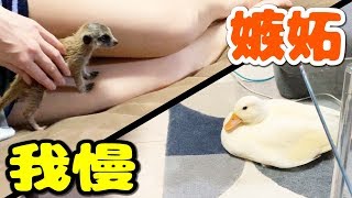 我慢するアヒルの子がエライけど見ててツラい・・・