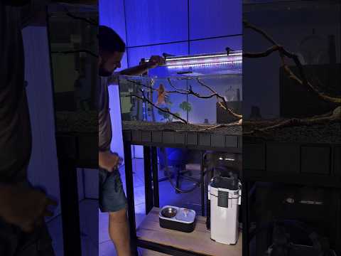 Mais Saúde Para Os Kinguios com Kinguio Granulos da OceanTech