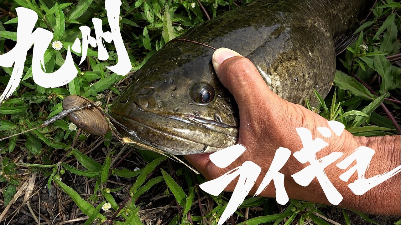 陸からこんな大物が釣れました【打ち込み釣り】【ボトムキング】 - YouTube