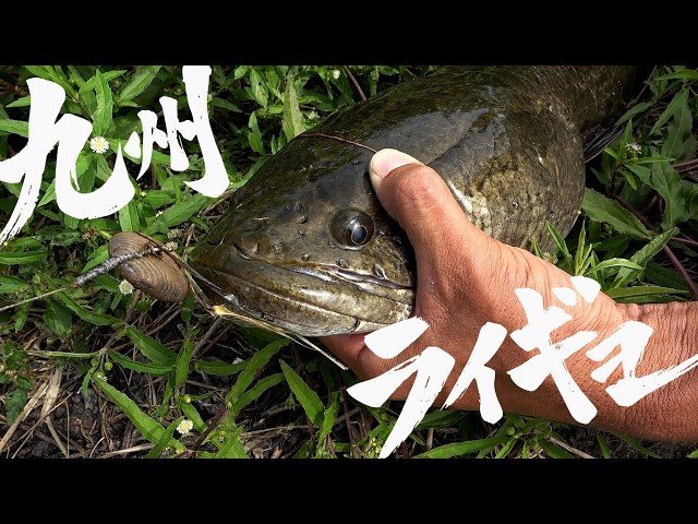 九州地方・佐賀県の用水路地帯に生息するライギョを釣る4日間。全く