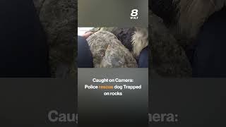 Caught on Camera: Police rescue dog Trapped on rocks