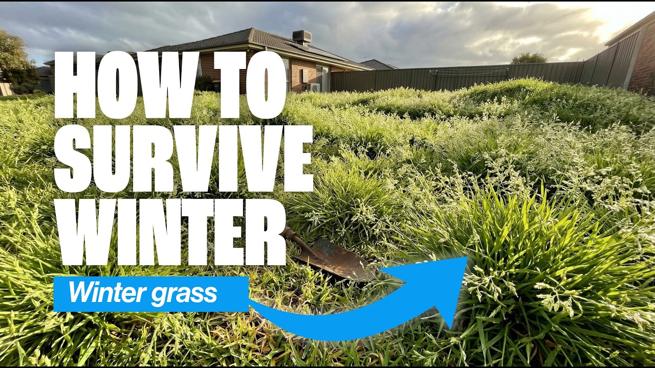 How to have a weed free lawn in Winter