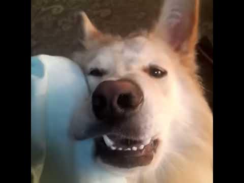 Смешной пес - YouTube
