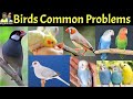 Common issues in different Birds | Lovebirds | Java sparrow | Budgies | Dove bird | Cocktail parrot