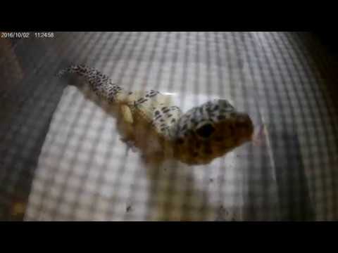 camera iphone 8 plus apk reptile room tour #1/ march 2017
