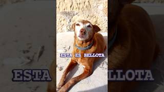 ESTA ES BELLOTA 🐶