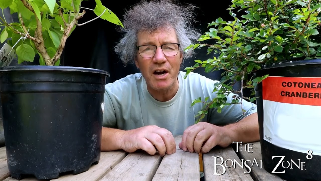 Starting Two Bonsai From Nursery Stock, Part 1, The Bonsai Zone, June 2021