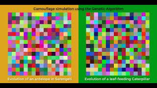 Camouflage simulation using the Genetic Algorithm